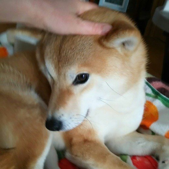 撫でられている芝犬