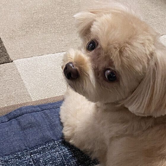 振り向く犬