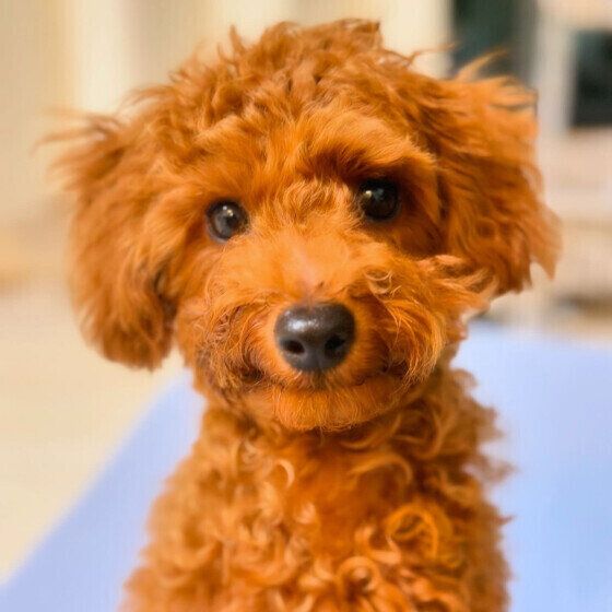 カメラ目線の可愛いトイ・プードル いぬのきもち