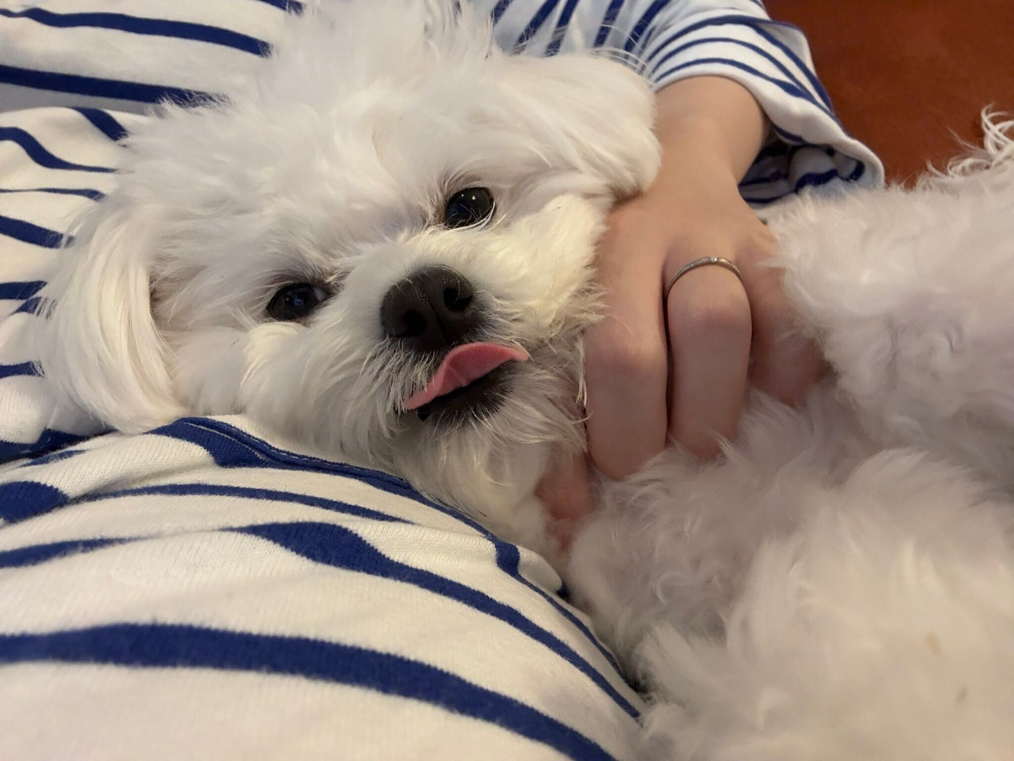 飼い主さんに甘えるほたてくん