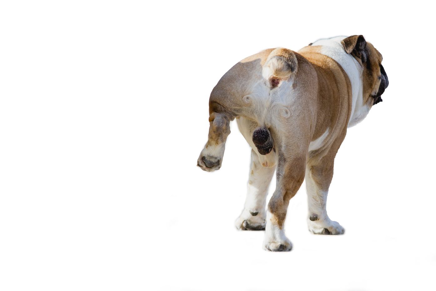 獣医師監修 犬の膀胱炎 膀胱炎の種類によって異なる原因は いぬのきもちweb Magazine 獣医師監修 犬の膀胱炎 膀胱炎の種類によって異なる原因は いぬのきもちweb Magazine