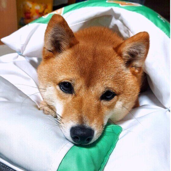 犬が寝ている飼い主の顔に乗るのはなぜ？ 犬のココロを読み解く 柴犬 いぬのきもち