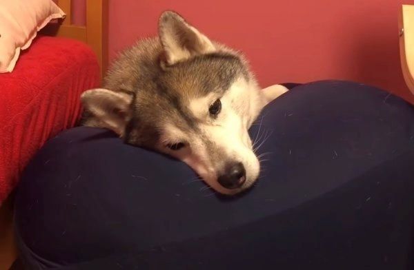 シベリアン・ハスキーの文太くん