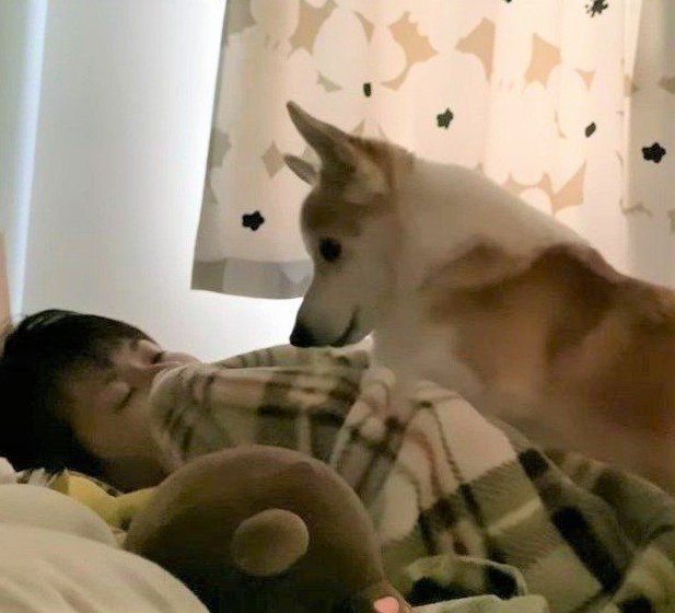 パパを起こすコーギー