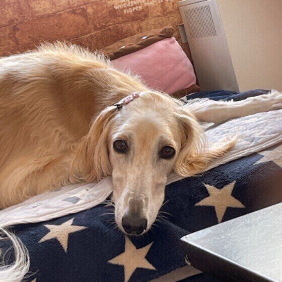 ジュエルちゃん