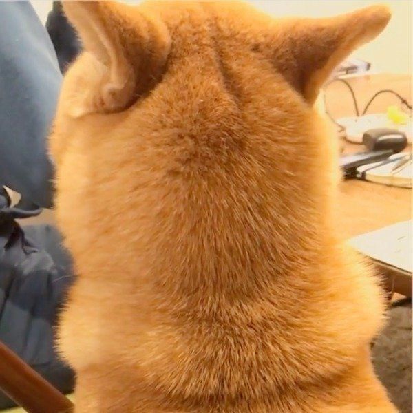 テレワークをする飼い主さんを見守るエマちゃん