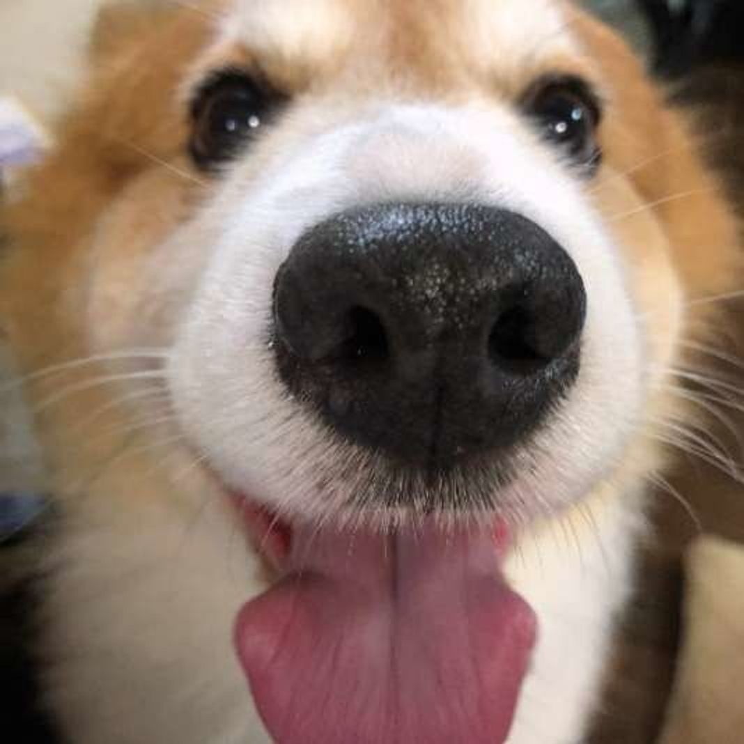 愛犬の 毒親 になってない 犬が幸せに暮らすための6カ条 いぬのきもちweb Magazine 愛犬の 毒親 になってない 犬が幸せに暮らすための6カ条 いぬのきもちweb Magazine