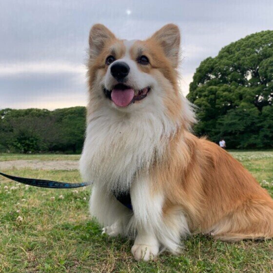 獣医師監修 犬の血尿の原因を写真付きで解説 オス メス別の要因も いぬのきもちweb Magazine 獣医師監修 犬の血尿の原因を写真付きで解説 オス メス別の要因も いぬのきもちweb Magazine