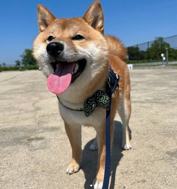 お散歩を楽しむはじめくん