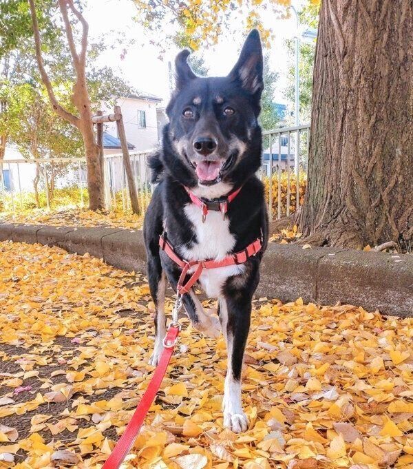 散歩を楽しむルアちゃん