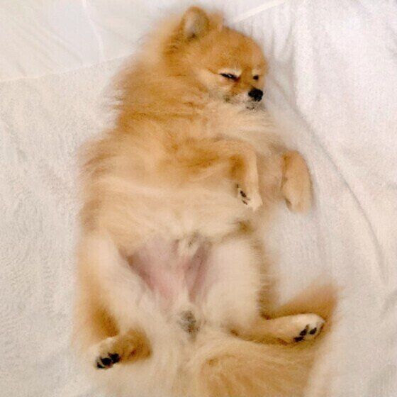 お昼寝するPommeちゃん（ポメラニアン）