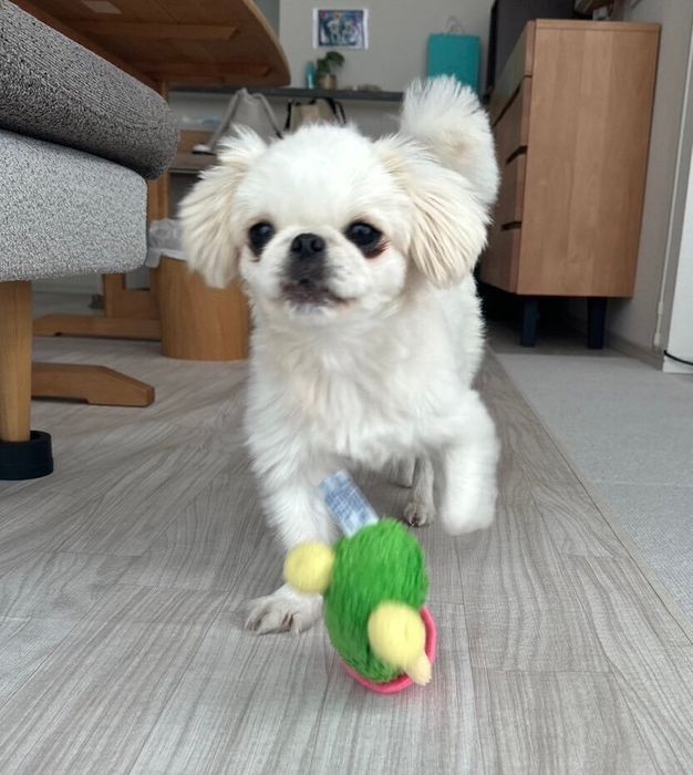 おもちゃで遊ぶ犬