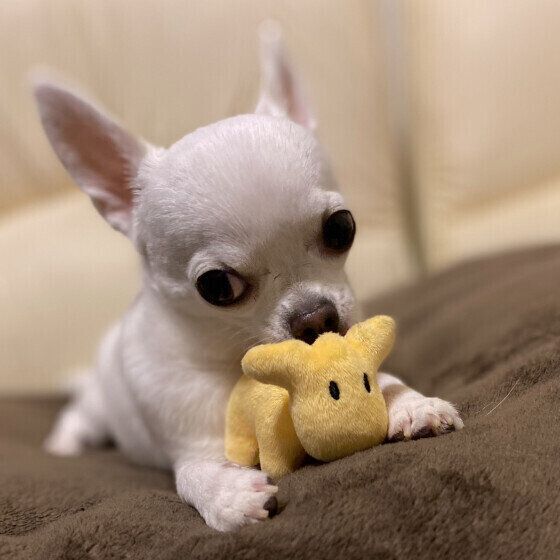 噛みちぎってボロボロにする? 犬に布おもちゃを与える際の注意点とは いぬのきもち