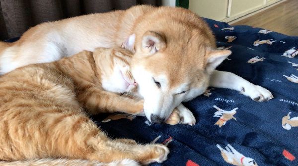いつも一緒にいたい柴犬と茶トラ猫
