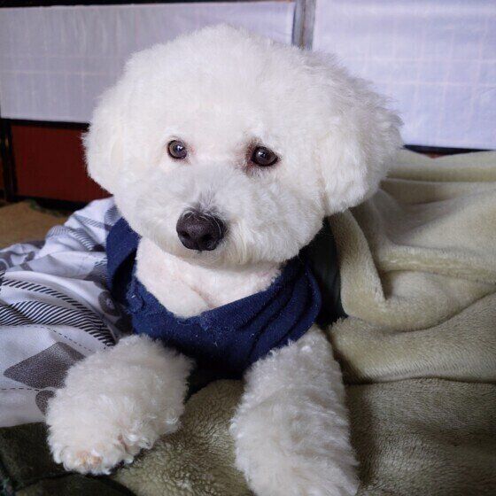 犬が雷を怖がる理由と震えたりパニックを起こしたときの対処法 いぬのきもち