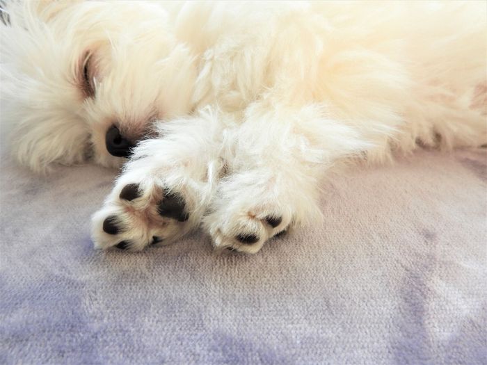 眠る犬
