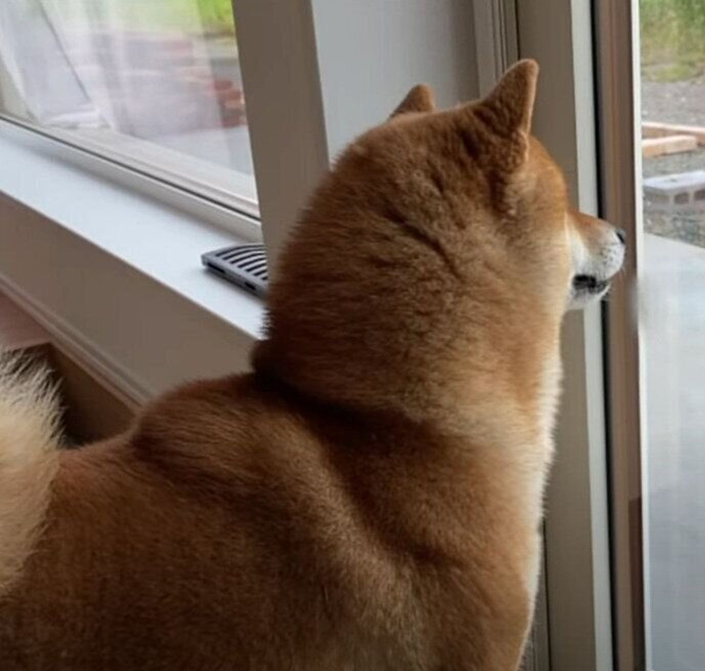 新居の庭に侵入者 ノラ猫の登場に慌てふためく柴犬ズがかわいい いぬのきもちweb Magazine 新居の庭に侵入者 ノラ猫の登場に慌てふためく柴犬ズがかわいい いぬのきもちweb Magazine