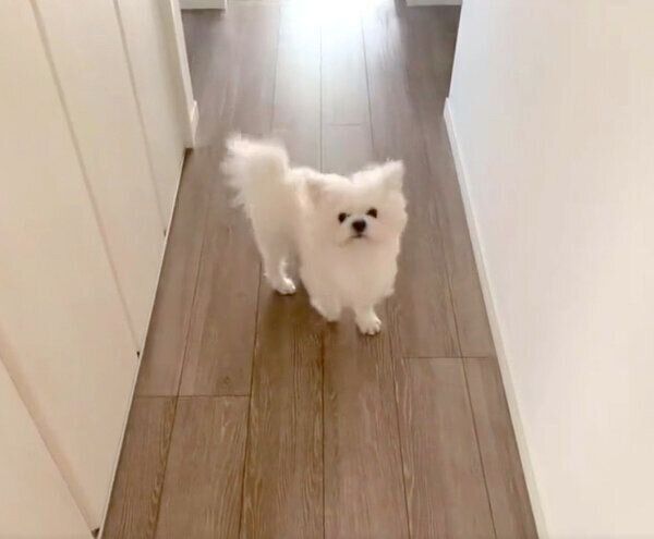 「お散歩に行ける」とわかり、ウキウキするわむうくん