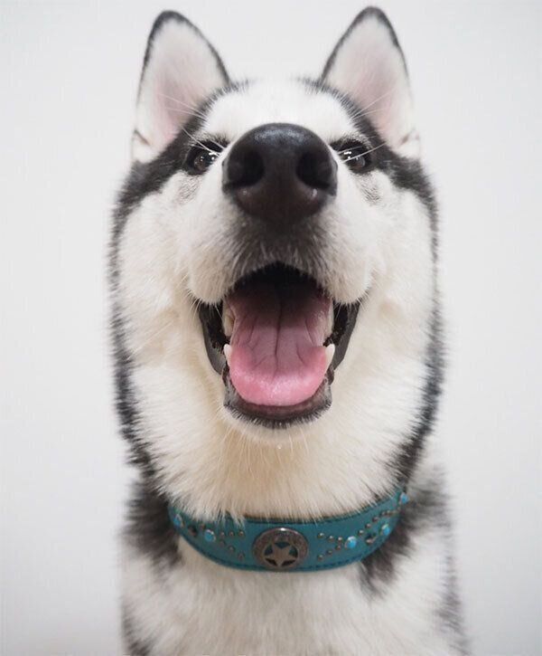 笑顔のシルバくん