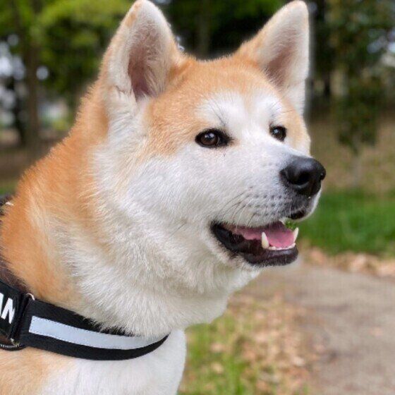 散歩する秋田犬