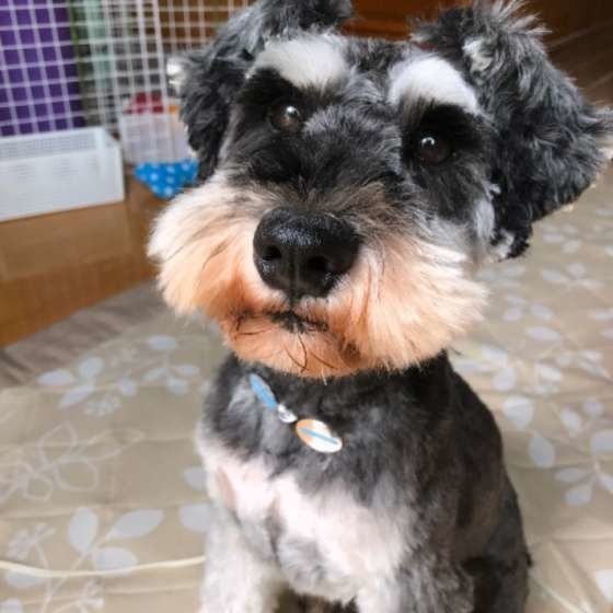 犬も人と同じように食物繊維が大事 正しい与え方を知っておこう いぬのきもちweb Magazine