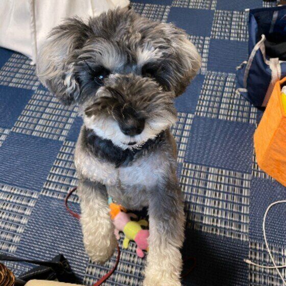 ミニチュア・シュナウザーのココちゃん♪