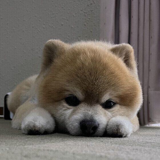 シニア犬が「老い」で徐々にできなくなることと健康管理のポイント いぬのきもち