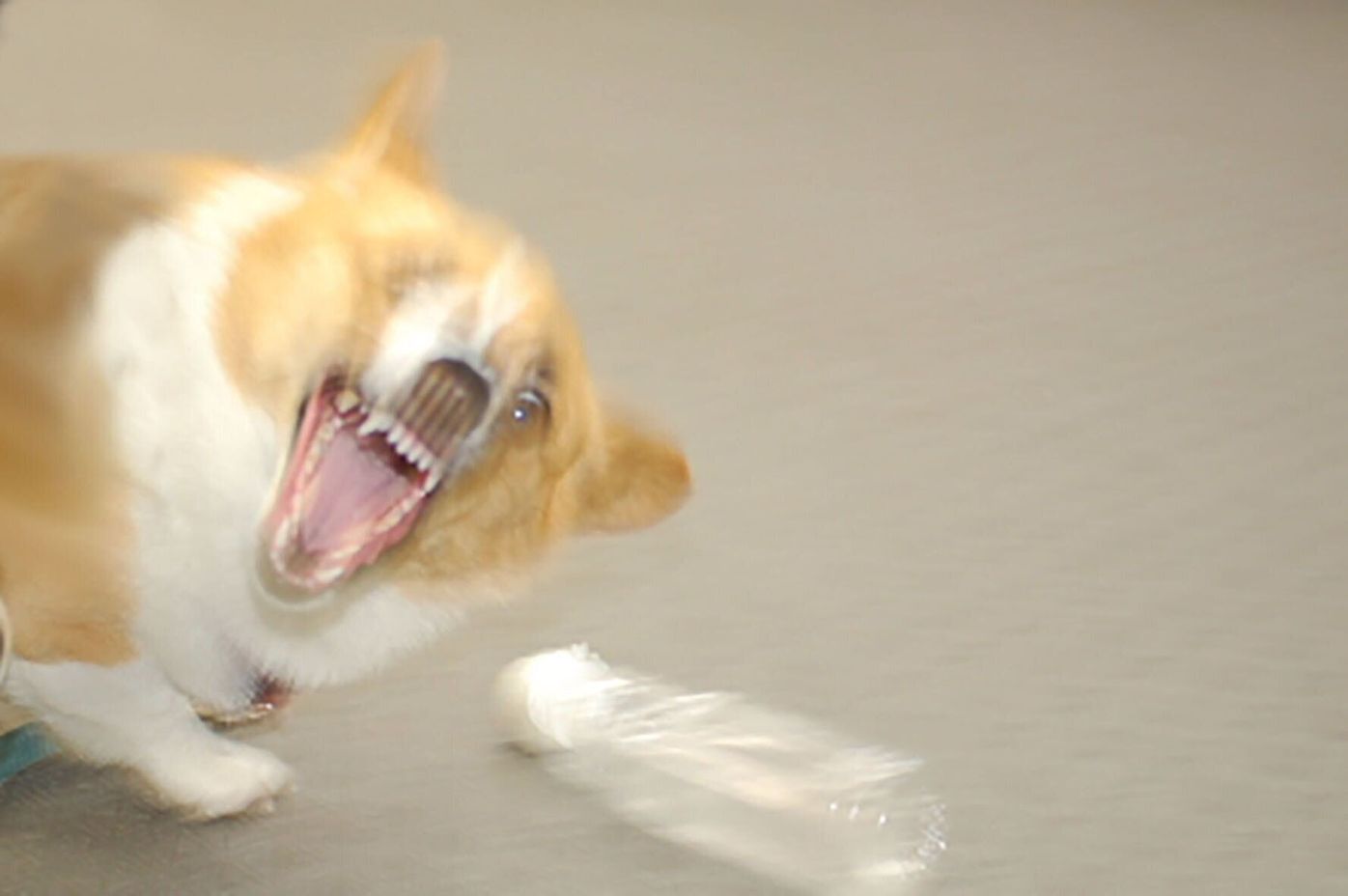 犬が飼い主を本気で噛むようになる 3つのきっかけ 連載 西川文二の 犬ってホントは Vol 113 いぬのきもちweb Magazine 犬が飼い主を本気で噛むようになる 3つのきっかけ 連載 西川文二の 犬ってホントは Vol 113 いぬのきもちweb Magazine