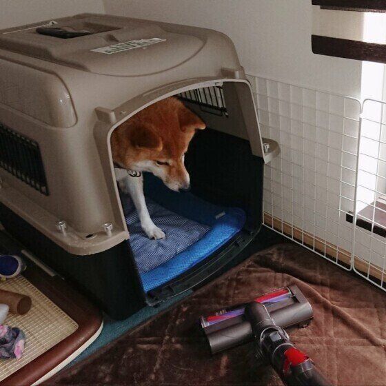 掃除機は苦手です。