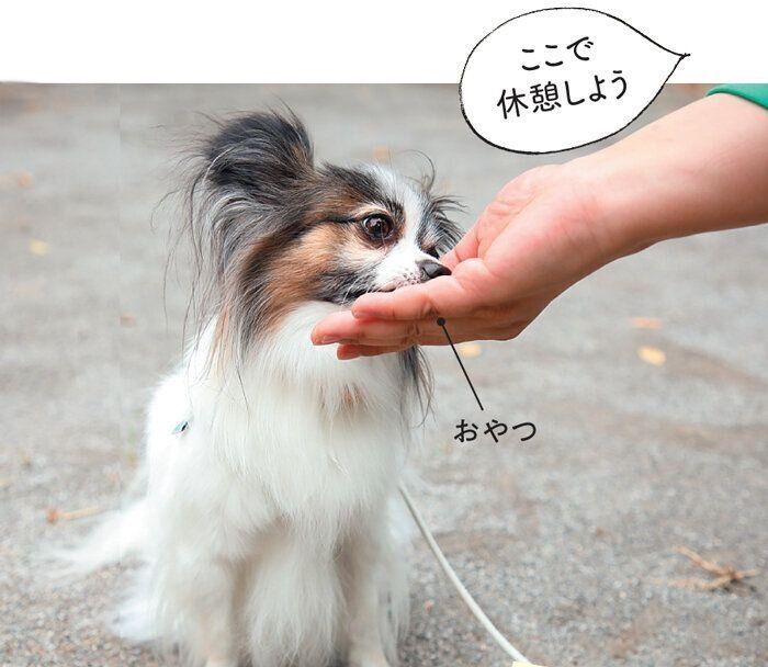 散歩中におやつタイムを作る