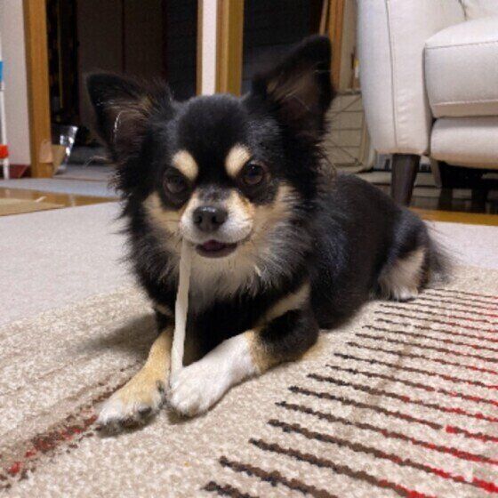 歯みがきガムをかむ柴犬