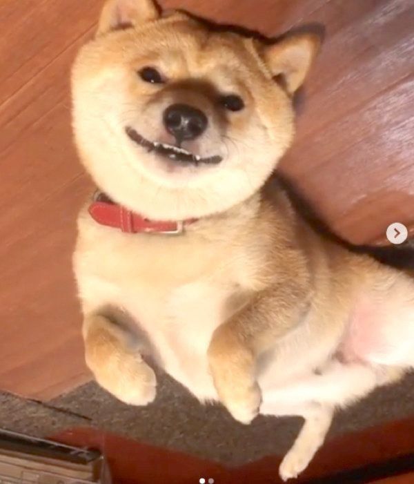 背中におもちゃを隠す豆柴