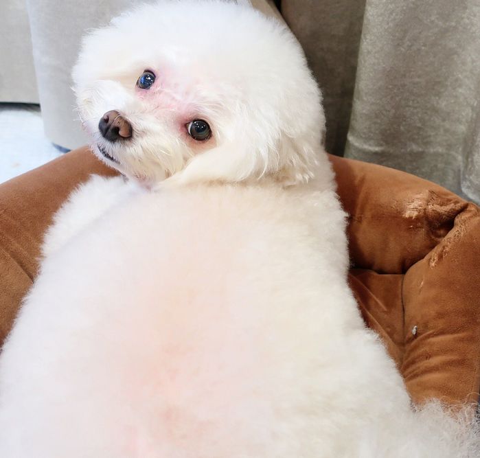 8才の犬