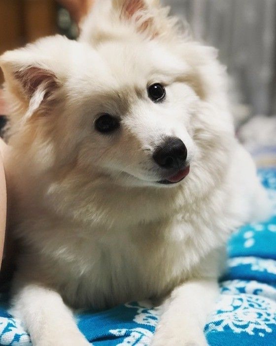 首をかしげる犬