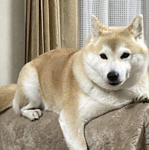 別の日の様子　ソファの背もたれにのるさくらちゃん