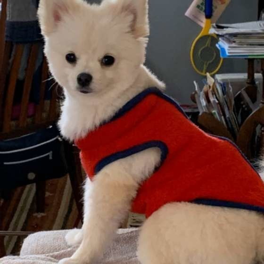 犬と一緒に寝るって 犬に服を着せるって 犬にとっていいこと 悪いこと いぬのきもちweb Magazine 犬と一緒に寝るって 犬に服を着せるって 犬にとっていいこと 悪いこと いぬのきもちweb Magazine