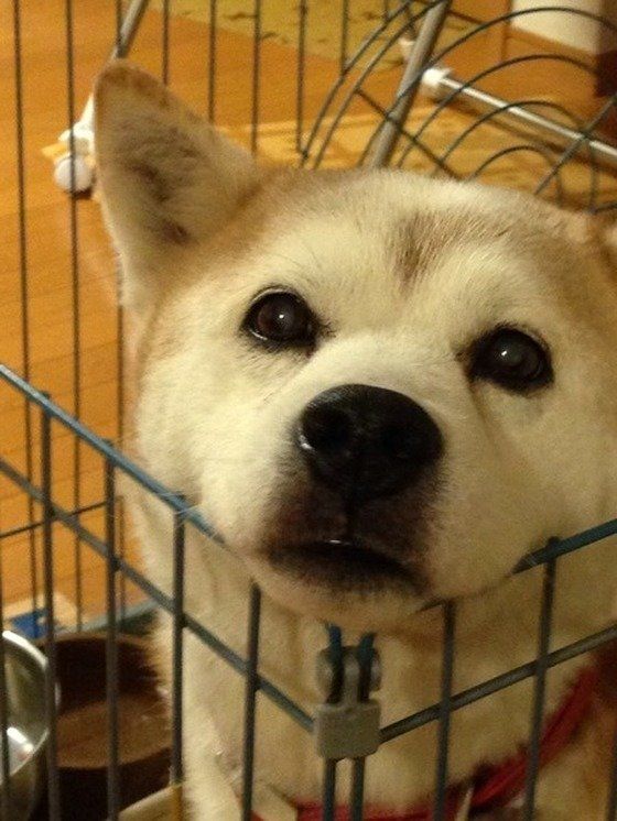 ミックス犬14才