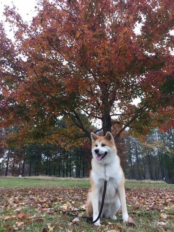 秋田犬のこむぎちゃん