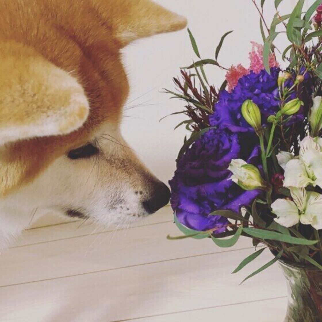 犬は人の1億倍も鼻がきく 犬の嗅覚がスゴイ理由を大解剖 いぬのきもちweb Magazine 犬は人の1億倍も鼻がきく 犬の嗅覚がスゴイ理由を大解剖 いぬのきもちweb Magazine