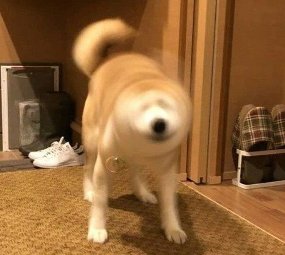 画像付き 柴ドリル って しぐさの理由を獣医師が解説 いぬのきもちweb Magazine 画像付き 柴ドリル って しぐさの理由を獣医師が解説 いぬのきもちweb Magazine