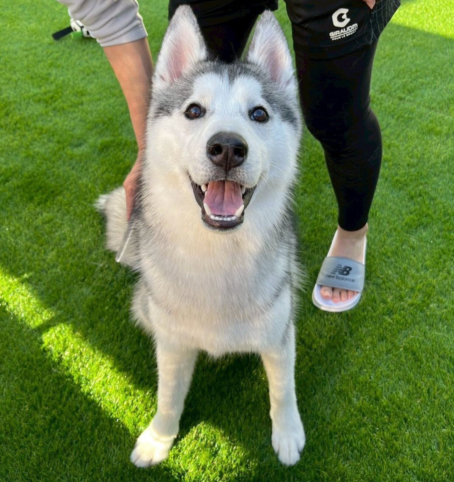 シャンプー後でふわふわなゆのくん