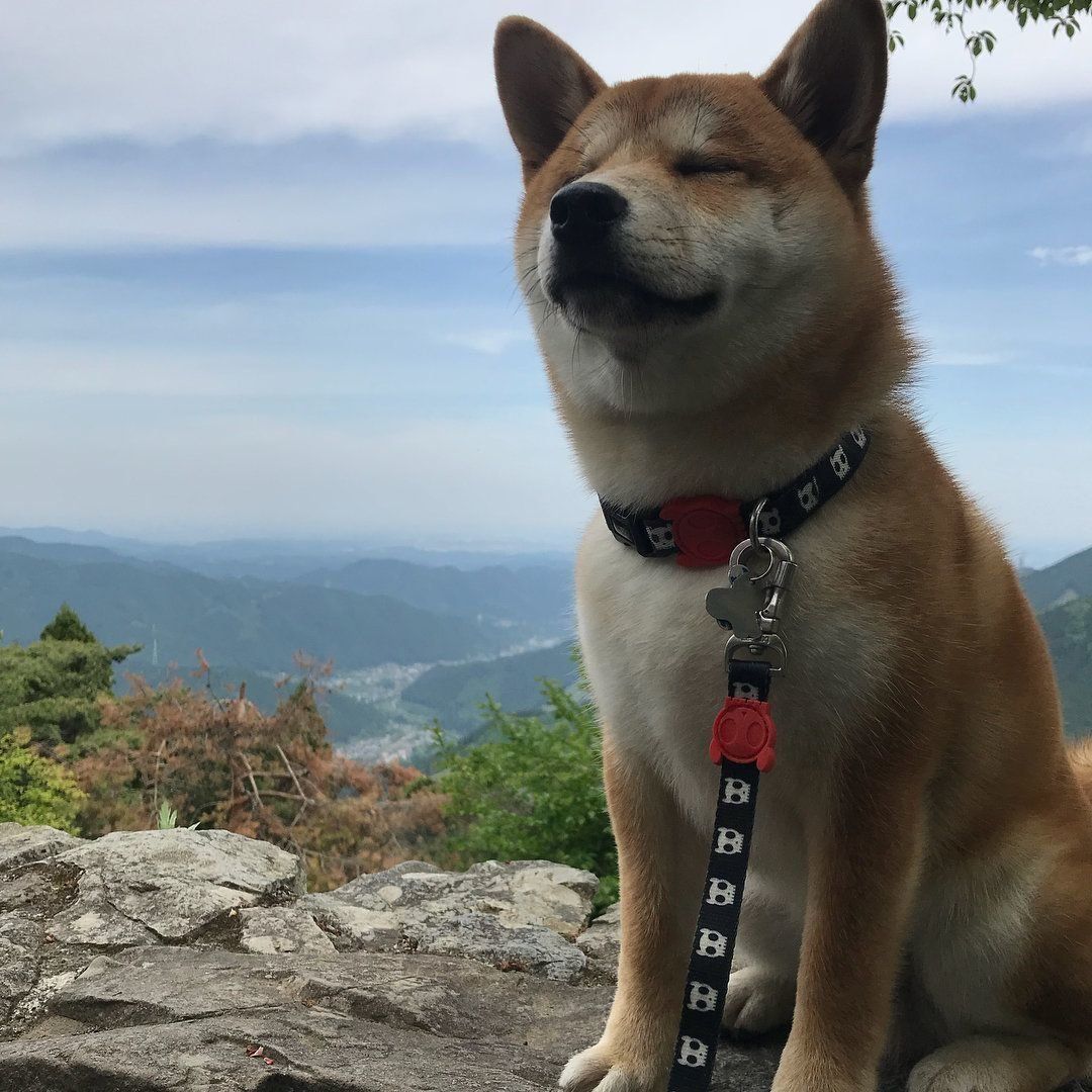 山の上で気持ちよさそうなめんまくん♪