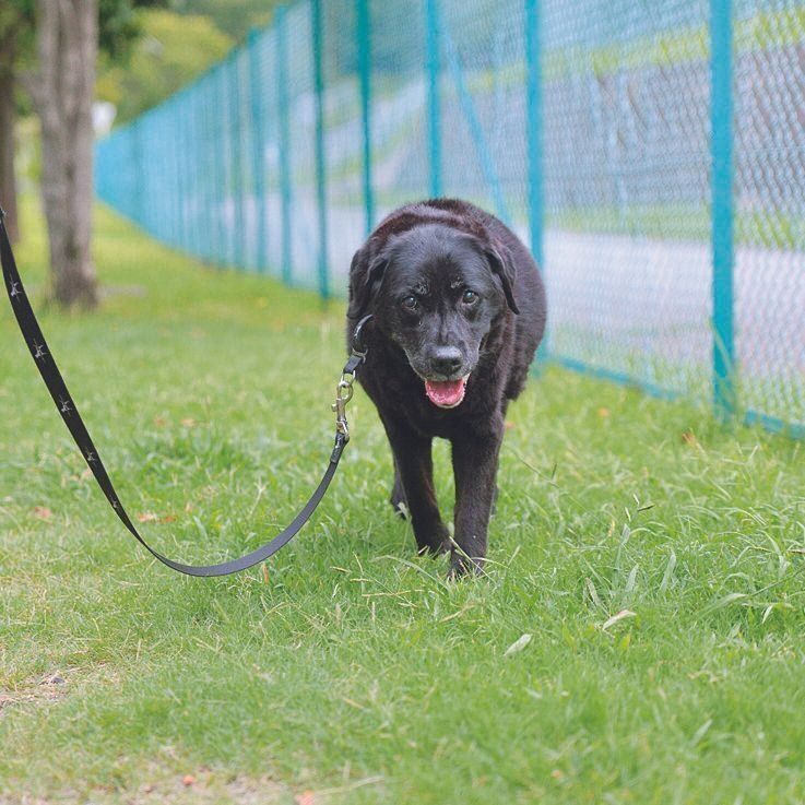 散歩時のオッティーちゃん。足の手術をしたことで、再び力強い足取りで歩くことができるように。14才とは思えない元気さです