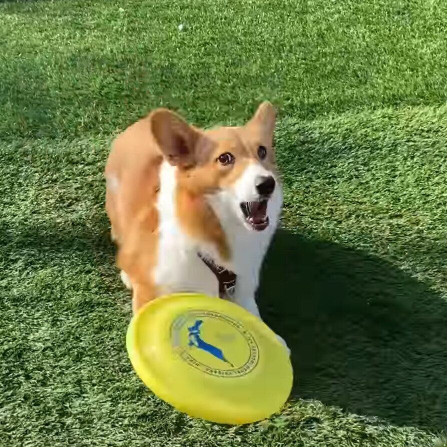 うまくキャッチできないモナちゃん