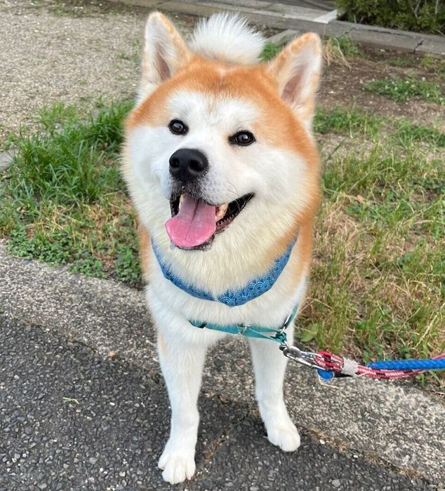 成長した桃亮くん