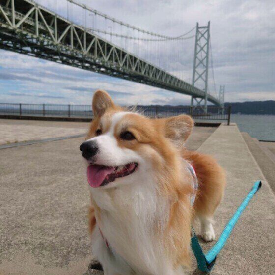 散歩中のコーギー琉羽来