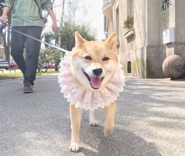 お散歩を楽しむ、ももっぷちゃん