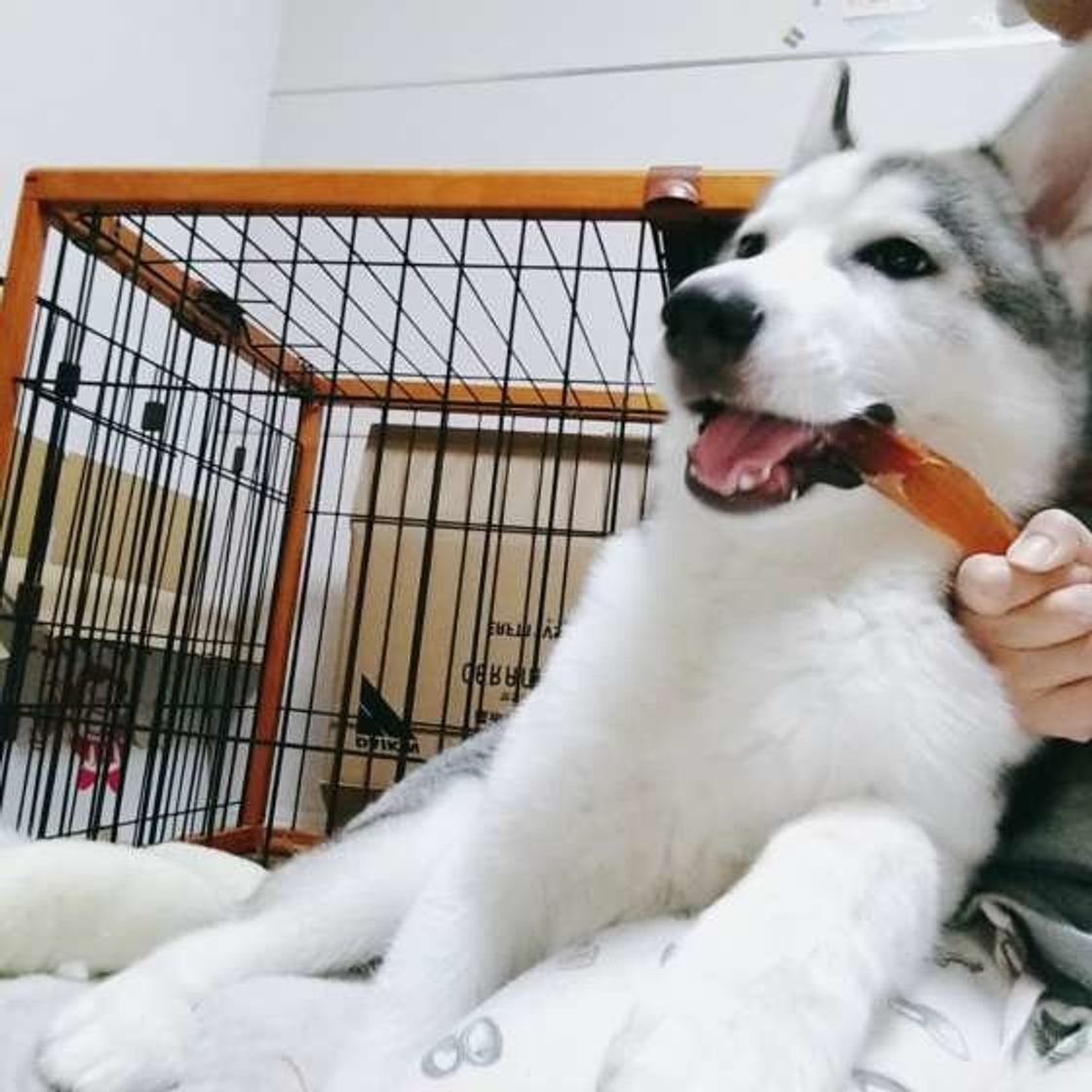 犬にパイナップルはng 健康のために期待できる栄養素とアレルギーは いぬのきもちweb Magazine 犬にパイナップルはng 健康のために期待できる栄養素とアレルギーは いぬのきもちweb Magazine