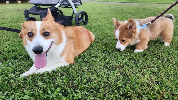 散歩をするマオくん、先住犬・ルイくん