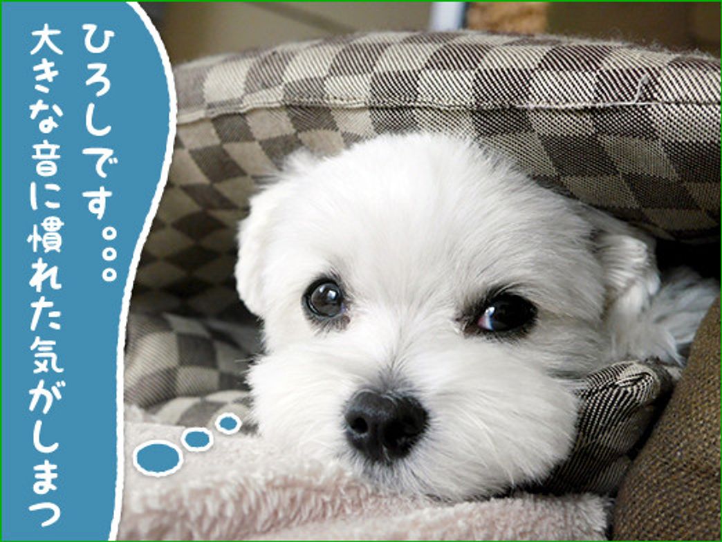 雷や花火にはブルブルでつ なんちゃって ひろしです ヘタレじゃないでつ いぬのきもちweb Magazine 雷や花火にはブルブルでつ なんちゃって ひろしです ヘタレじゃないでつ いぬのきもちweb Magazine